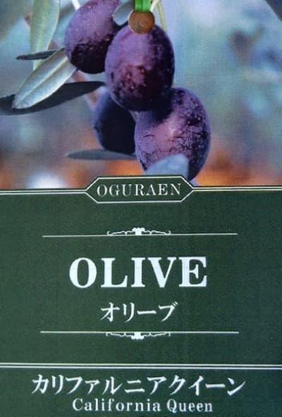 [25年9月中下旬予約]オリーブ：カリフォルニア クイーン（UC13A6）　8号鉢植え