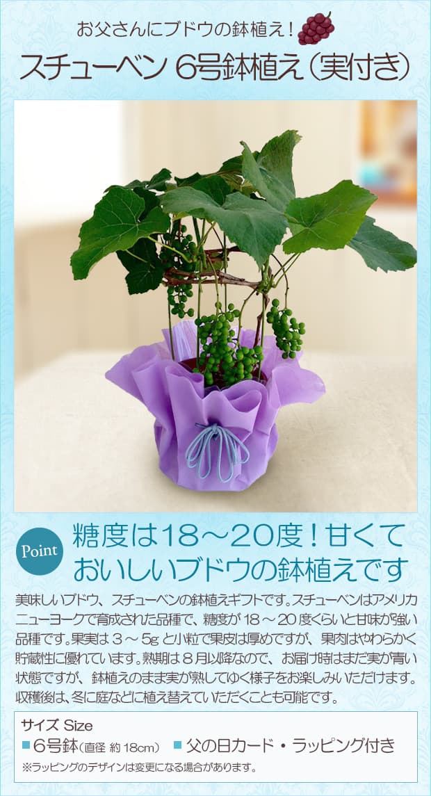 週末特価！2鉢価格！ぶどう　スチューベン　翡翠　苗　苗木　宿根草　実付き　6号鉢 大特価！2鉢価格！ぶどう スチューベン 翡翠 苗 苗木 宿根草 実