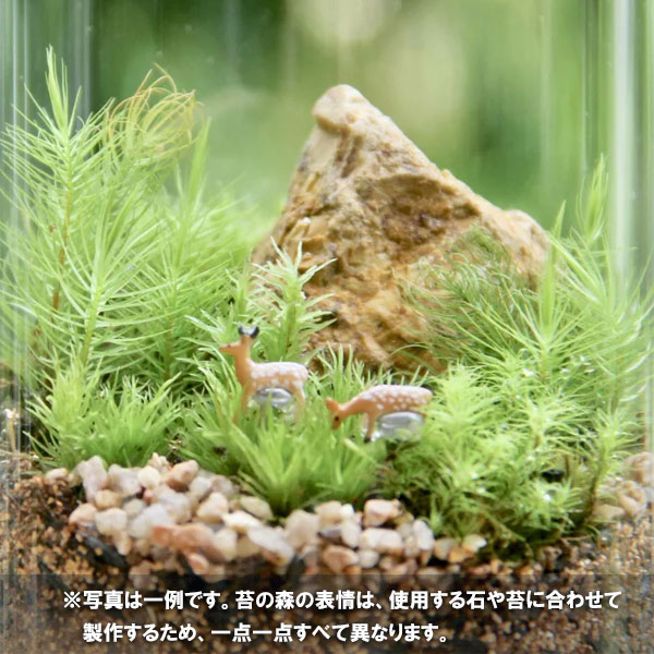 [送料無料][2020年敬老の日ギフト][予約]苔テラリウム：森の鹿たち（2匹）（Mサイズ）・石：ブラウン／霧吹き付き