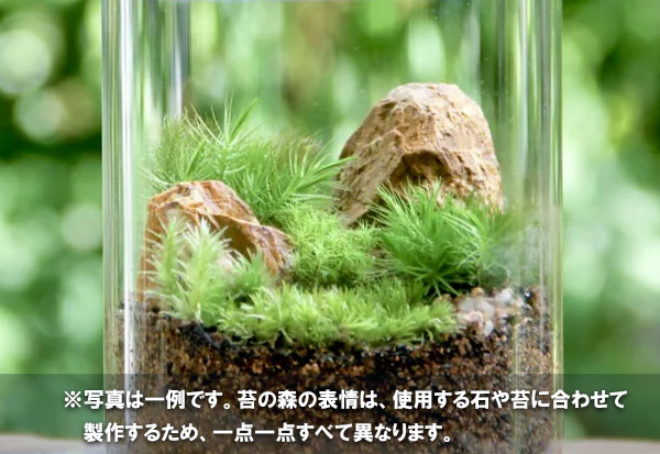 [送料無料][2020年敬老の日ギフト][予約]苔テラリウム：苔の森（Lサイズ）・石：ブラウン／霧吹き付き