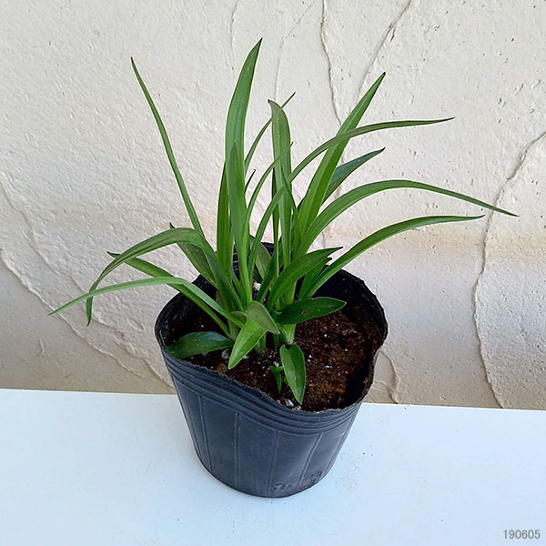 [26年2月中下旬予約]ネジバナ(モジズリ）　3号ポット