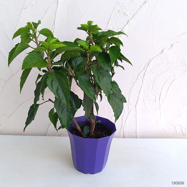 ハイビスカス：サニーシティー・ピンク系5号鉢植え