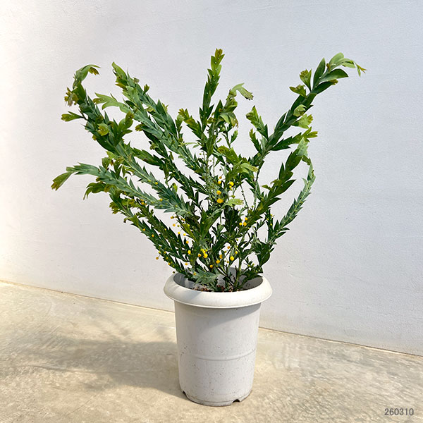 アカシア:グラウコプテラ8号鉢植え