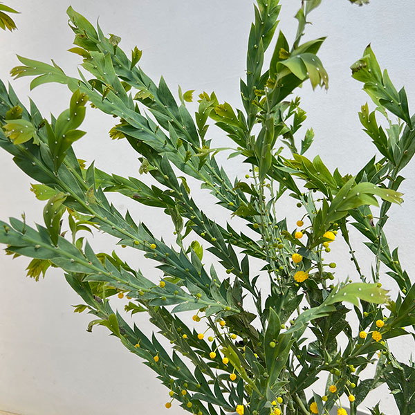 アカシア:グラウコプテラ8号鉢植え