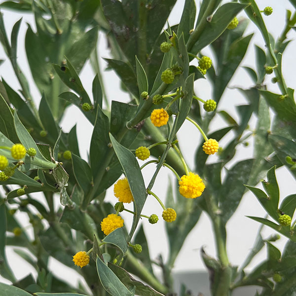 アカシア:グラウコプテラ8号鉢植え