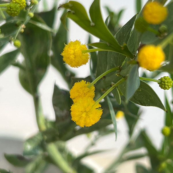 アカシア:グラウコプテラ8号鉢植え