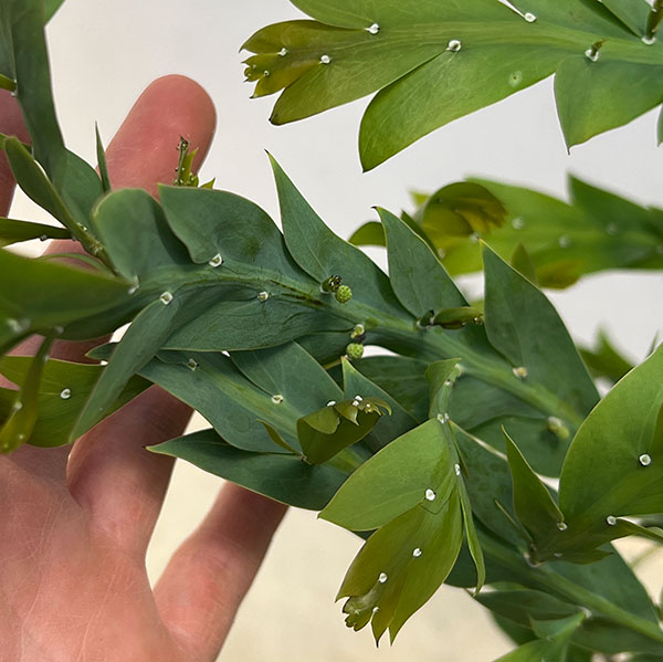 アカシア:グラウコプテラ8号鉢植え