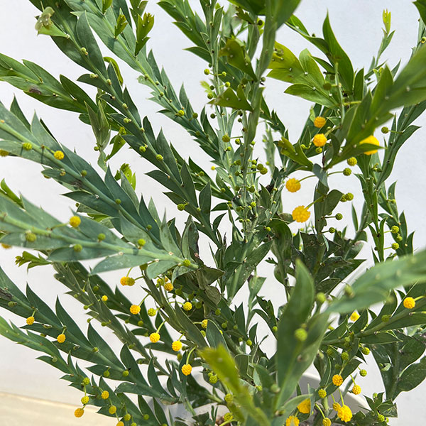 アカシア:グラウコプテラ8号鉢植え