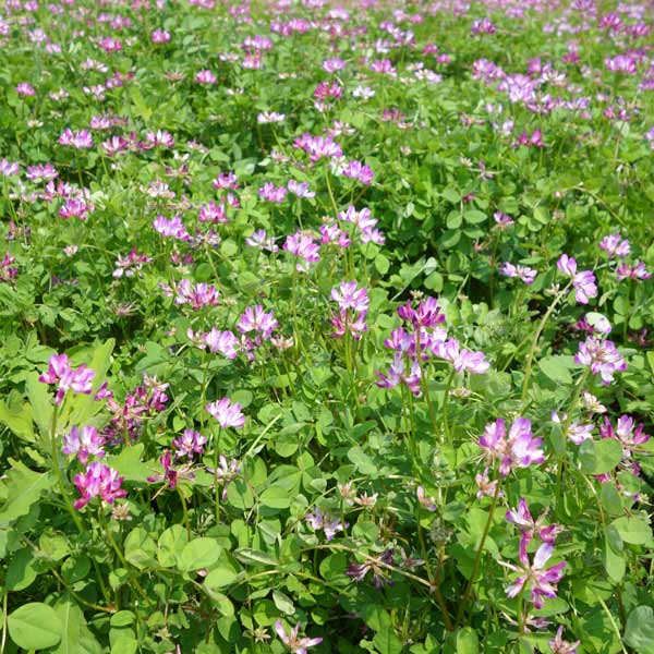レンゲ（紫雲英）　景観用ボリュームパック[秋まき　花タネ]