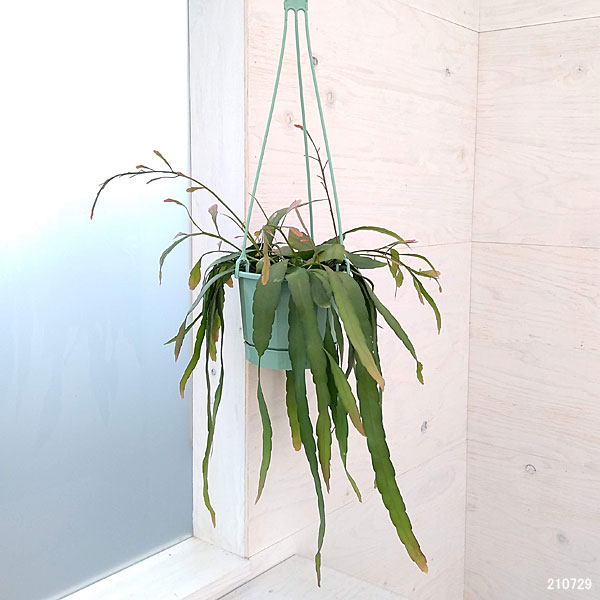 リプサリス:レッドコーラル5号吊鉢植え