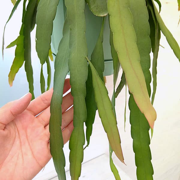 リプサリス:レッドコーラル5号吊鉢植え