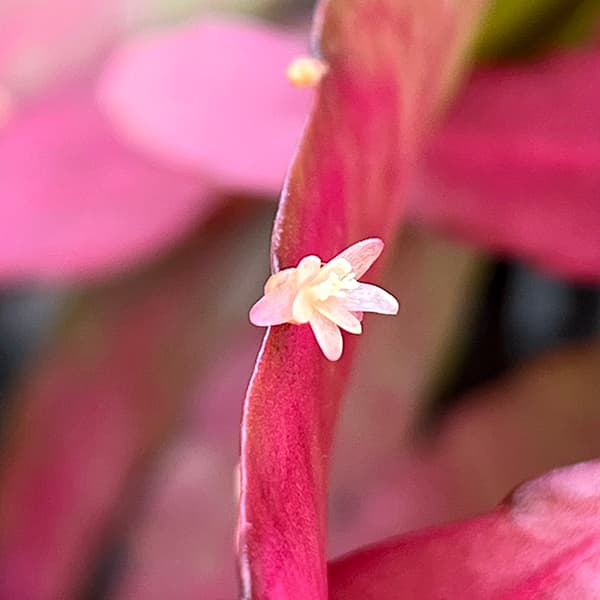リプサリス:レッドコーラル5号吊鉢植え