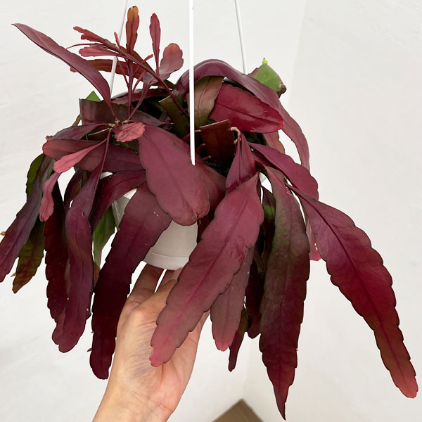 リプサリス:レッドコーラル5号吊鉢植え