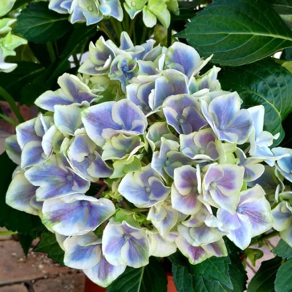 [26年2月中下旬予約]アジサイ：キャンディーハート3.5号ポット