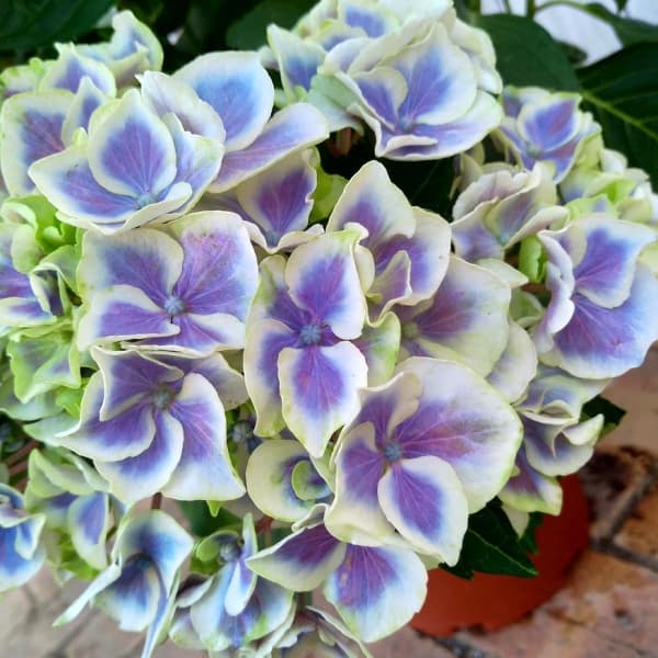 [26年2月中下旬予約]アジサイ：キャンディーハート3.5号ポット