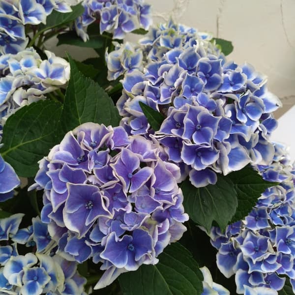 [26年2月中下旬予約]アジサイ：キャンディーハート3.5号ポット