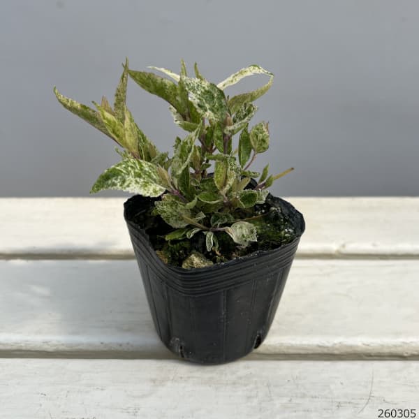 ムラサキシキブ(紫式部):シジムラサキ(紫々紫)3-3.5号ポット