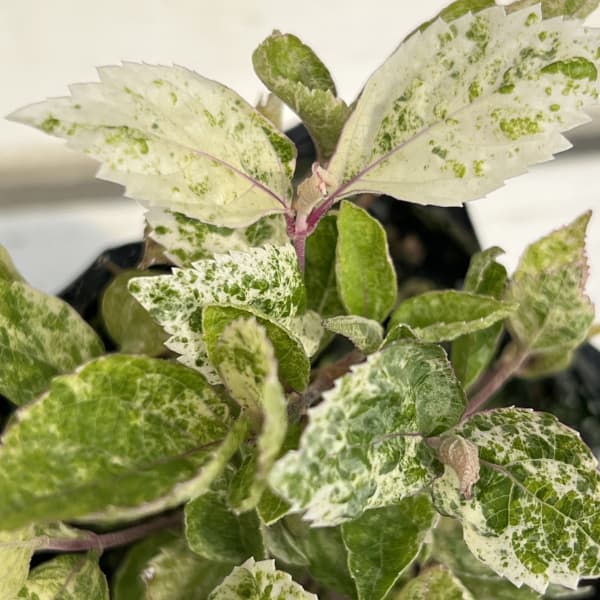 ムラサキシキブ(紫式部):シジムラサキ(紫々紫)3-3.5号ポット