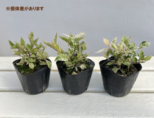 ムラサキシキブ(紫式部):シジムラサキ(紫々紫)3-3.5号ポット