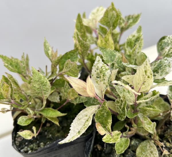 ムラサキシキブ(紫式部):シジムラサキ(紫々紫)3-3.5号ポット