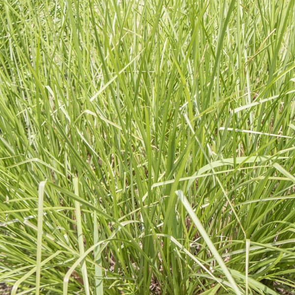 ベチバー3号ポット