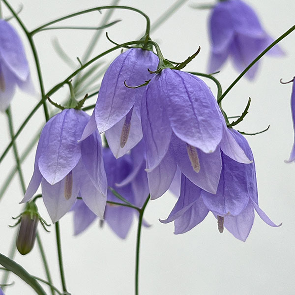 イワシャジン青花4号ポット