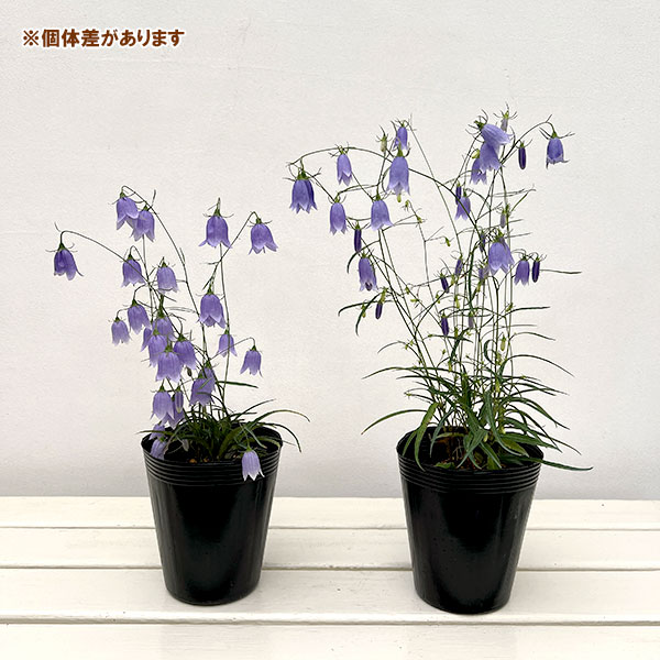 イワシャジン青花4号ポット