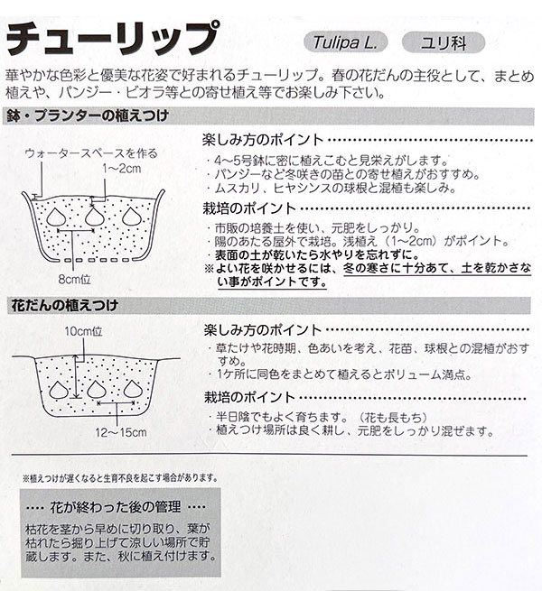 チューリップ（原種系）：テータテート3球入り