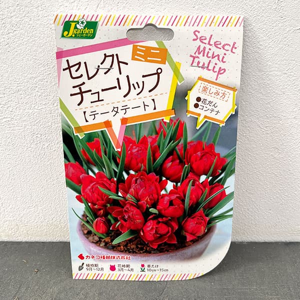 チューリップ（原種系）：テータテート3球入り