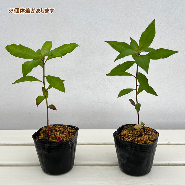 オカトラノオ(岡虎尾):桃花3号ポット