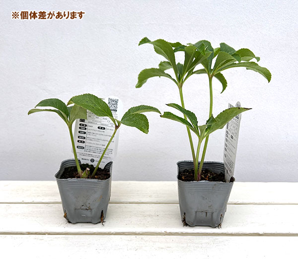 クリスマスローズ:*ホワイト プリマドレス3号ポット