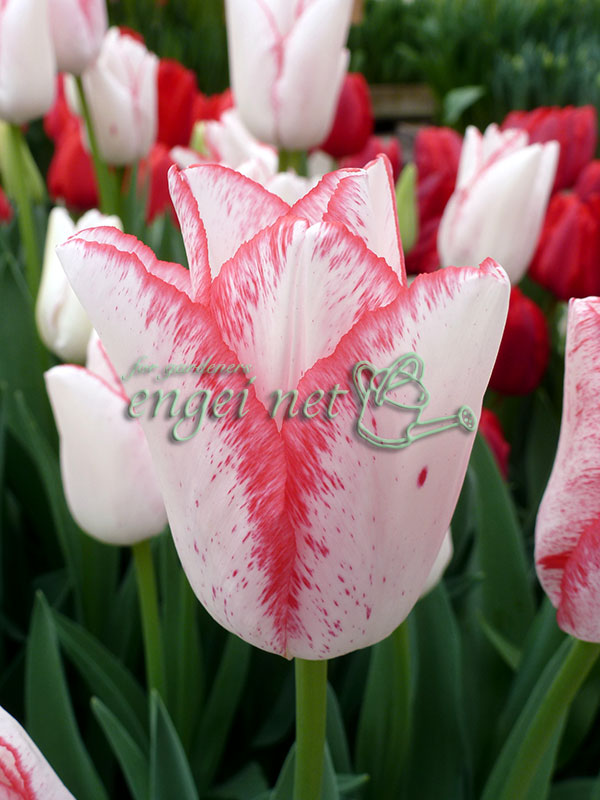 チューリップ:ビューティートレンド5球セット(バラ球・ラベル無し)(T)