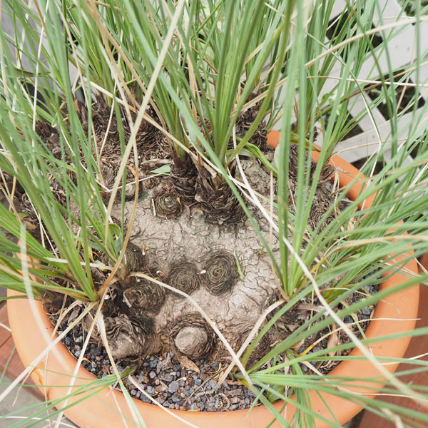 カリバナス:フーケリー 2.5号鉢植え