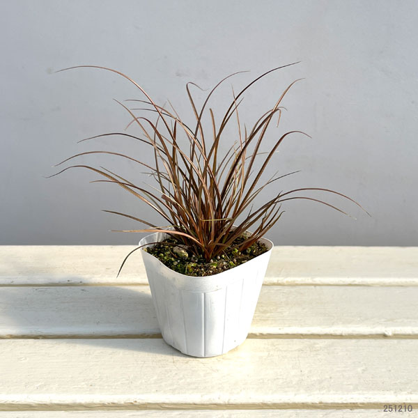 カレックス:アウバウム3-3.5号ポット