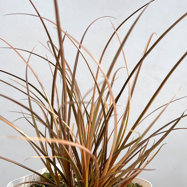 カレックス:アウバウム3-3.5号ポット