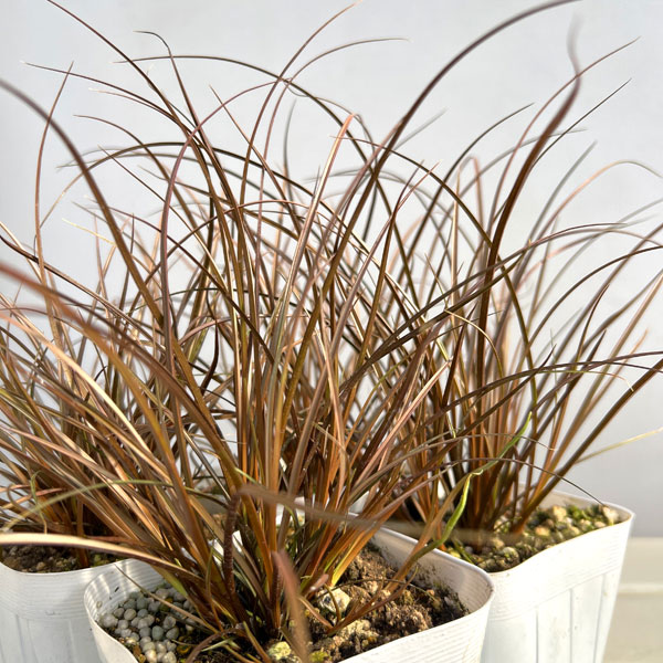 カレックス:アウバウム3-3.5号ポット