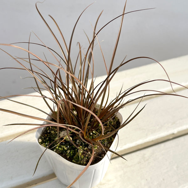 カレックス:アウバウム3-3.5号ポット