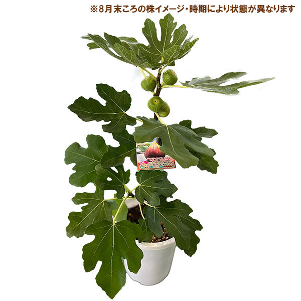 イチジク:ドーフィン6号鉢植え