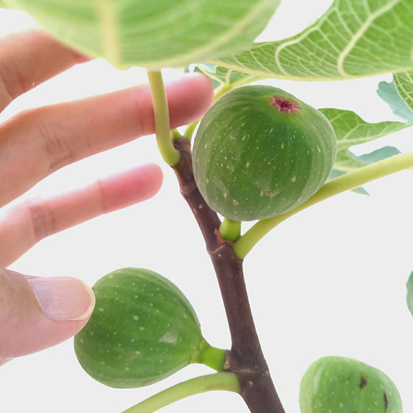 イチジク:ドーフィン6号鉢植え