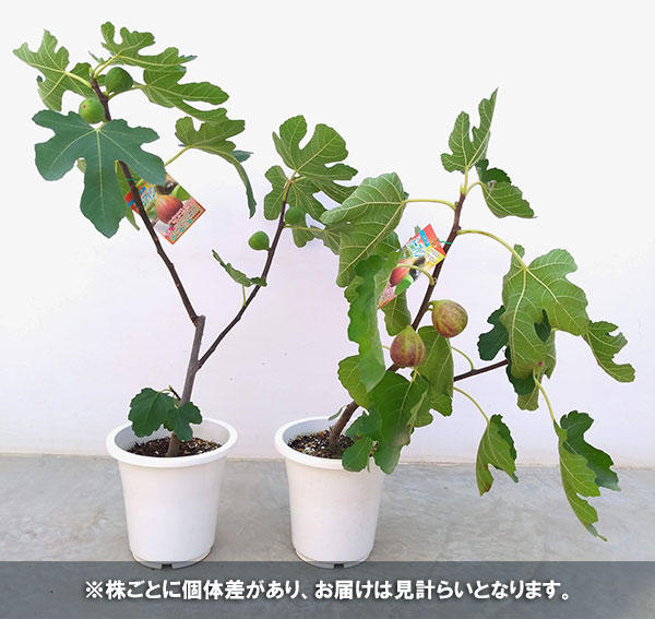 イチジク:ドーフィン6号鉢植え