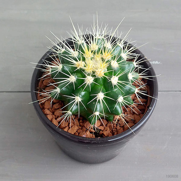 園芸ネット本店｜サボテン：キンシャチ 3号鉢入り の通販【公式】