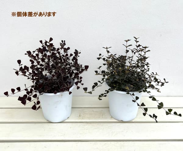 ガストロロビウム・ブロンズバタフライ5号鉢植え