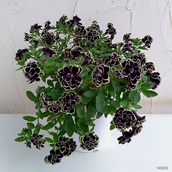 ペチュニア：花衣（はなごろも）　黒真珠（くろしんじゅ）5号鉢植え