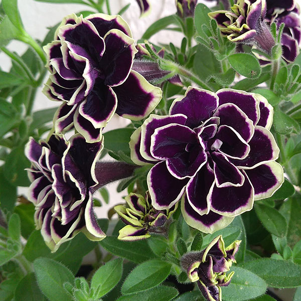 ペチュニア：花衣（はなごろも）　黒真珠（くろしんじゅ）5号鉢植え