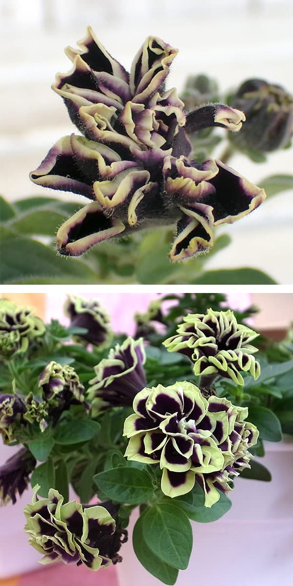 ペチュニア：花衣（はなごろも）　黒真珠（くろしんじゅ）5号鉢植え