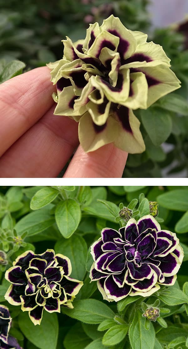 ペチュニア：花衣（はなごろも）　黒真珠（くろしんじゅ）5号鉢植え