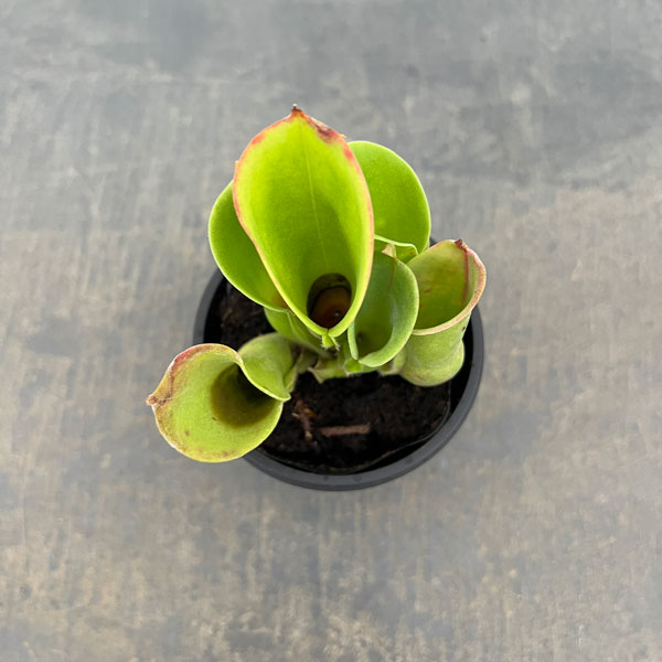 サラセニア:ミノール交配3号鉢植え