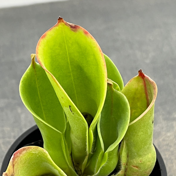 サラセニア:ミノール交配3号鉢植え