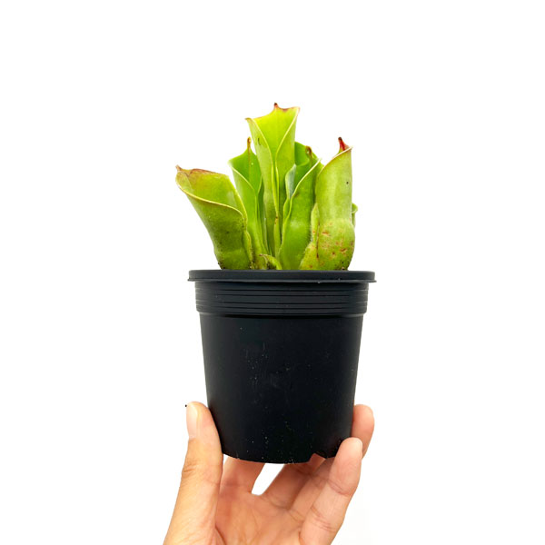 サラセニア:ミノール交配3号鉢植え