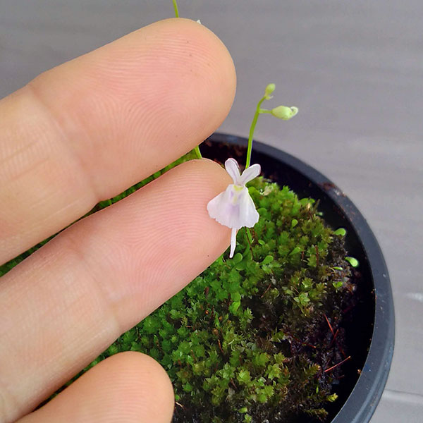 ウサギゴケ（兎苔）2号ポット